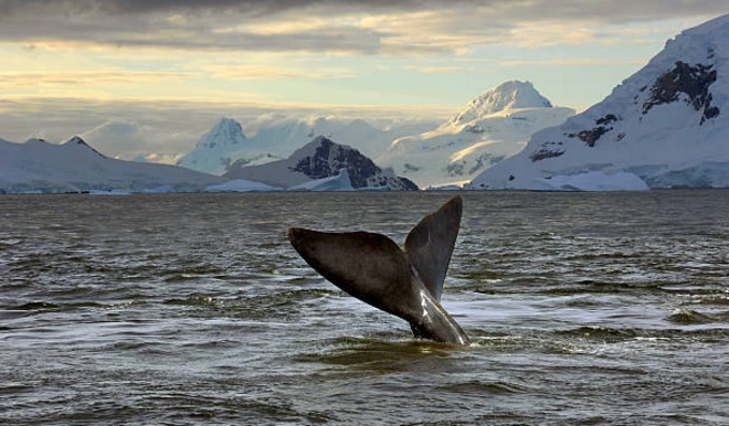 รูปหางวาฬในทะเล