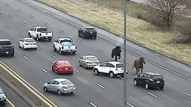 Konji zaustavili saobraćaj na američkom autoputu