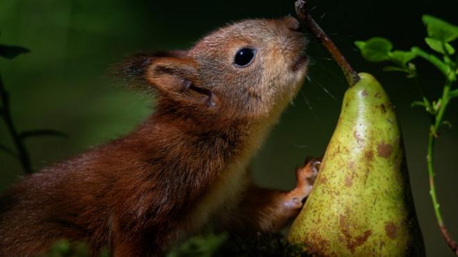这只小松鼠吃东西的影片走红网络