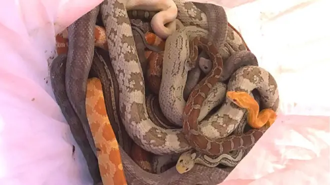 Snakes in a pink pillowcase