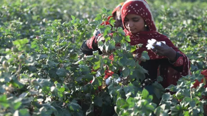 پاکستان میں صنعت کے نمایاں شعبے یعنی ٹیکسٹائل، شوگر ملز اور کھانے پینے کی چیزیں بنانے والے بھی اپنے خام مال کے لیے زراعت کے شعبے پر انحصار کرتے ہیں