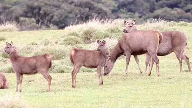 හෝර්ටන් තැන්න ජාතික වනෝද්යානයේ දී ගෝනුන් පහසුවෙන් දැකිය හැකිය