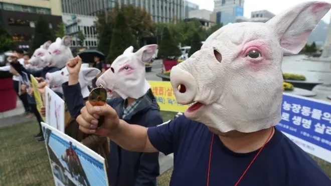 韩国动物权益组织人士抗议大批扑杀生猪。