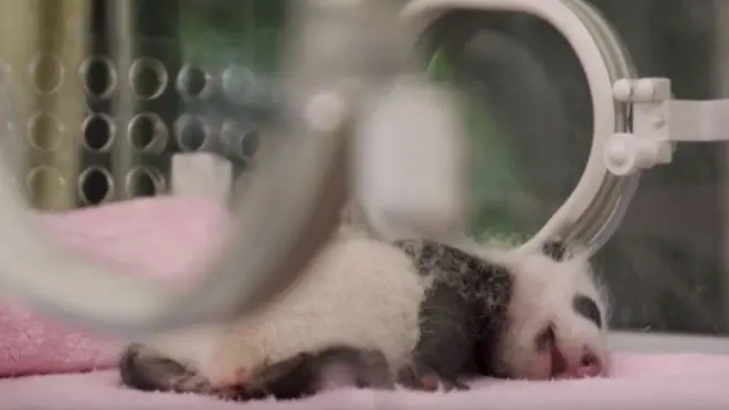 Bayi panda raksasa yang baru lahir di inkubator di Chengdu Research Base.