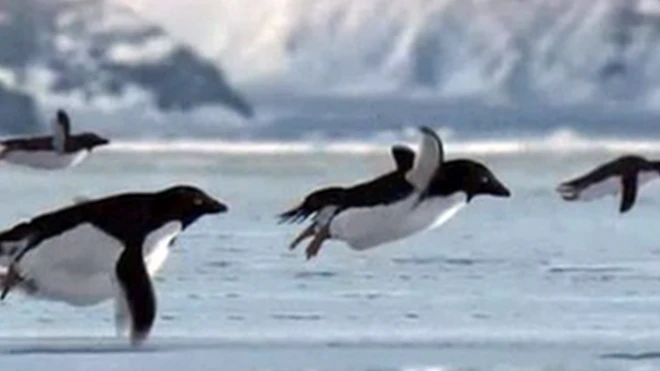BBC 2008년 만우절 방송. 남극의 펭귄 알고보니 날 수 있다고?