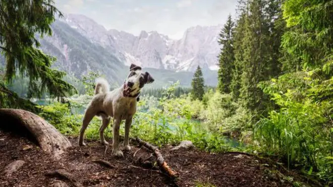 Na till 30 October dem find di bodi of Moore and di dog Finney bin dey by im side.