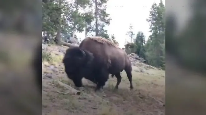 بالفديو: ثور أمريكي ينطح طفلة اقتربت منه