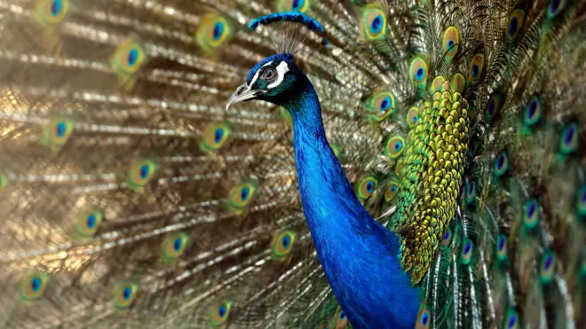 A peacock displays its tail inside its enclosure at the Tbilisi Zoo in Tbilisi, Georgia, 22 May 2017