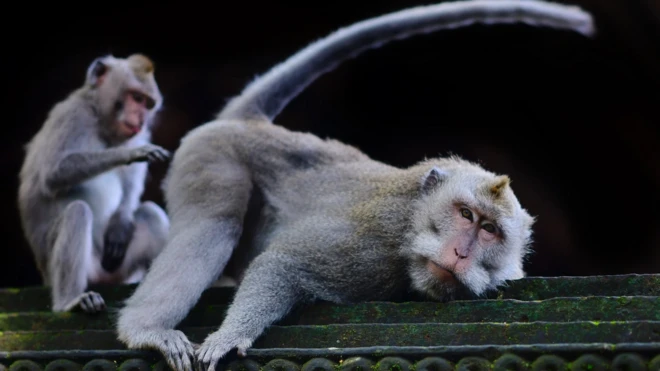 ลิงที่เกาะบาหลีมีพฤติกรรมใช้หินเป็นเซ็กซ์ทอย