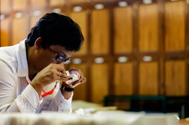 නව ලයිකන විශේෂ 130කට වැඩි සංඛ්‍යාවක් ලොවට හඳුන්වා දී ඇය ලෝකයේ වටිනාම, වැදගත්ම සහ විශාලතම ලයිකන එකතුවේ (නිදර්ශක ලක්ෂ පහක) භාරකාරිය වන්නීය.