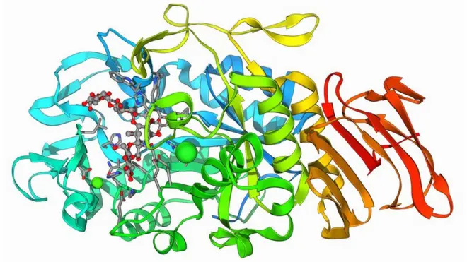 نموذج جزيئي للإنزيم ألفا-أماليز الموجود في بنكرياس الإنسان