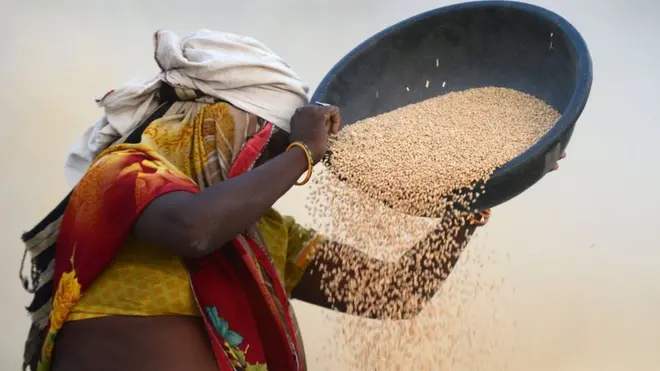 गेहूं से भूसा अलग करती महिला