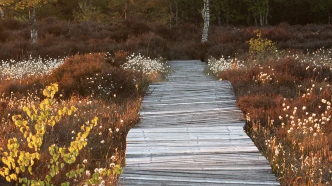 Boardwalk over a peat bog