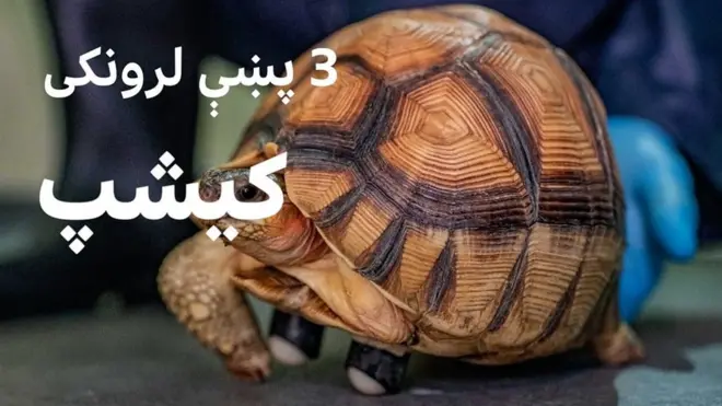 له قاچاقبرو تر ژغورل کېدا رووسته درې پښې لرونکي کیشپ ته د ښه خوځېدو لپاره ګاډۍ ولګول شوې.