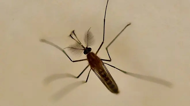 Mosquitoes fit learn from near-death experiences and avoid person.