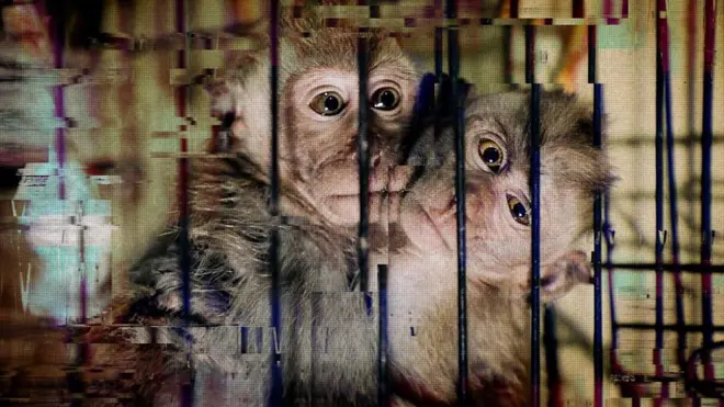 تحقيق لبي بي سي يكشف عن شبكة عالمية لتعذيب القرود