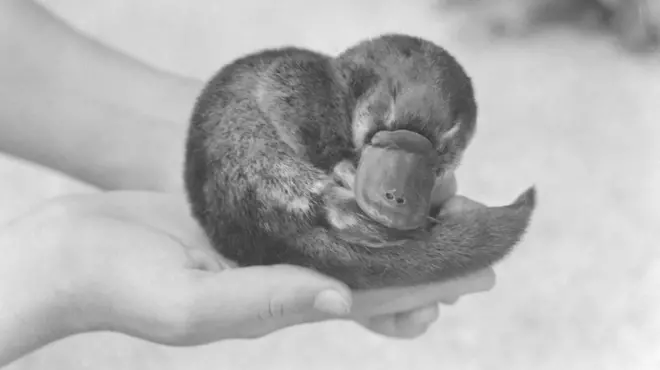 ప్లాటిపస్, విన్‌స్టన్ చర్చిల్, ఆస్ట్రేలియా, యూకే, అమెరికా