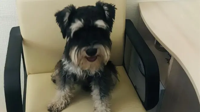 Візьми собаку на роботу