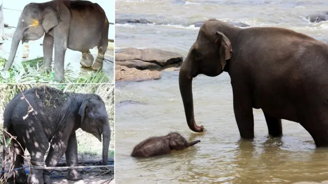 Elephant trafficking