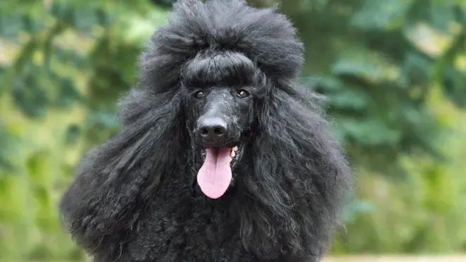 Saree rifeensa dheeraa qabdu dubartii burjaajii raawwatte qabuuf ka'umsa taate