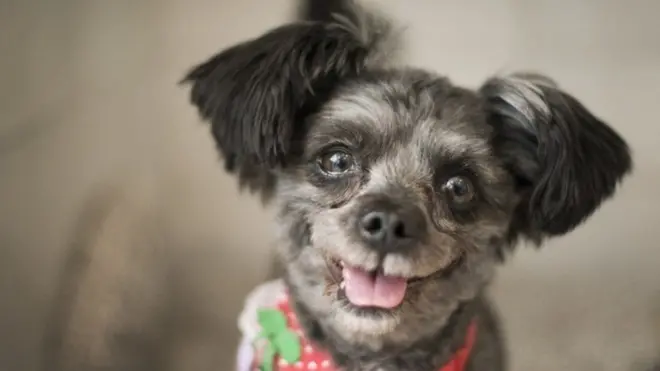 Торі - нова "перша собака" Південної Кореї