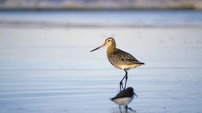 kıyı çamur çulluğu