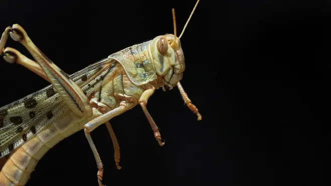 जयपुर में टिड्डी दल