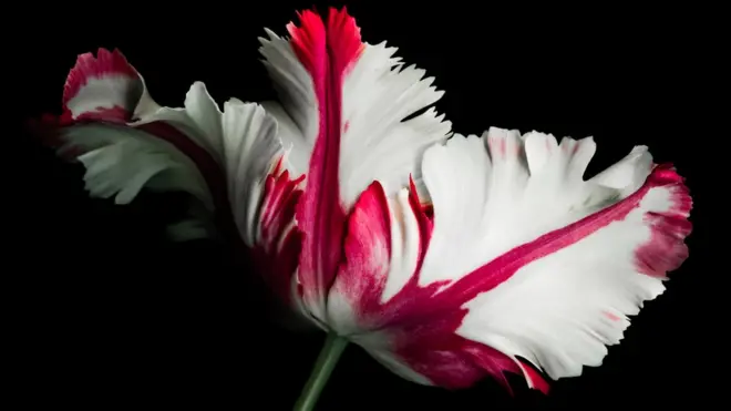 White and red parrot tulip on a black background