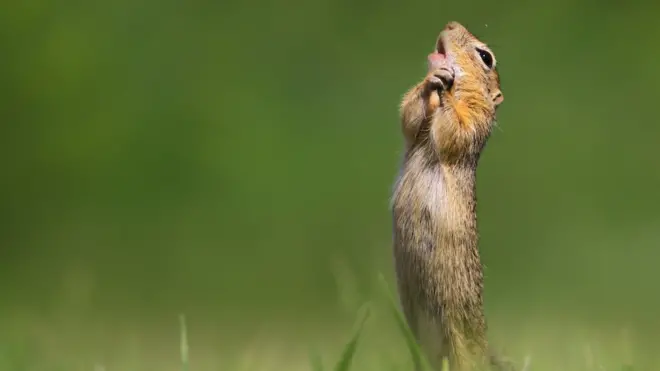 Este espermófilo foi fotografado nessa pose inspirada na Hungria