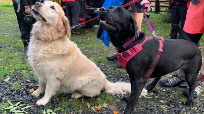 The dogs have been praised by rescue teams for protecting their owner