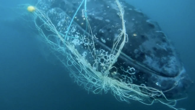 Kit upleten u mrežu oslobođen u vodama Australije