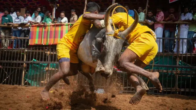 ఎద్దుల పోటీ 