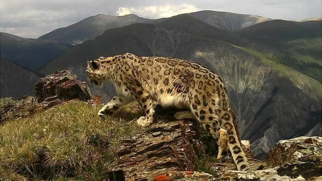 Фотоловушки это самый эффективный способ наблюдения за снежными барсами в дикой природе