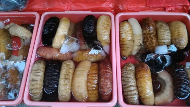 Kumpulan teripang yang dijajakan di kawasan Glodok, Jakarta Barat.