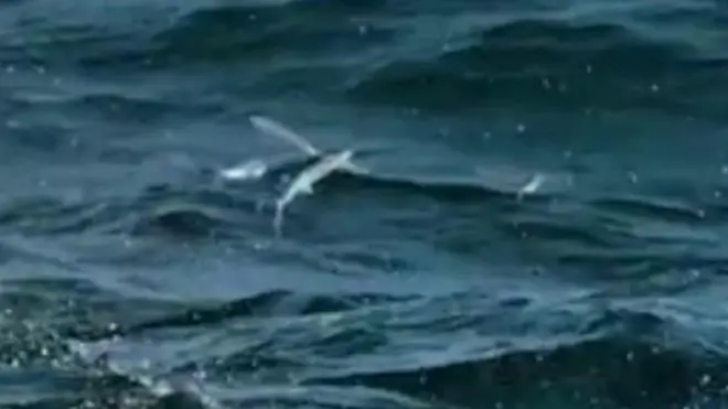 دا الوتونکي کبان د ښکار فوق العاده وړتیا لري چې سمندر او هوا کې کبان ښکار کوي او تېښته ترې ناممکنه ده. نور وېدیو کې کتلی شئ.