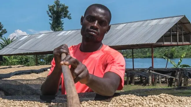 Les cerises du café doivent passer par de multiples étapes avant d'atteindre la tasse