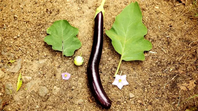 Овощ-гибрид