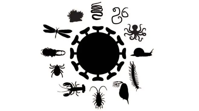 Беспозвоночные