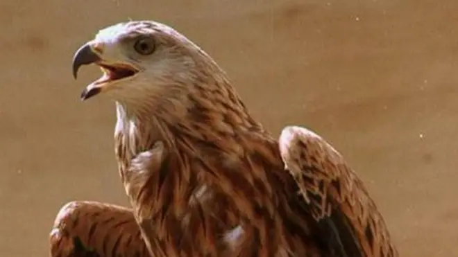 ब्रिटेन की लाल चील