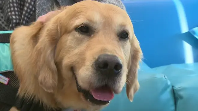 Ліо - волонтер у лікарні