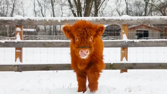 Radost jednog teleta kad prvi put vidi sneg