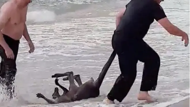The officers dragged the unconscious animal back to the beach