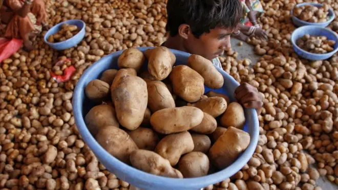 पेप्सिको, आलू, किसान, भारत, आलू की खेती