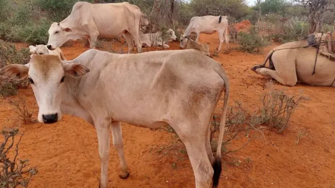 Godina Baaleetti sababa hanqina roobaan hongee mudateen hawaasi 270,000 ol miidhamuu mootummaan kana dura ibseera