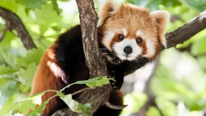 小熊貓在網上非常受歡迎，但野生數量只剩不到2,500隻。