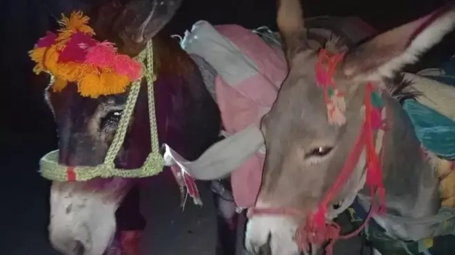 गधों की पेशी