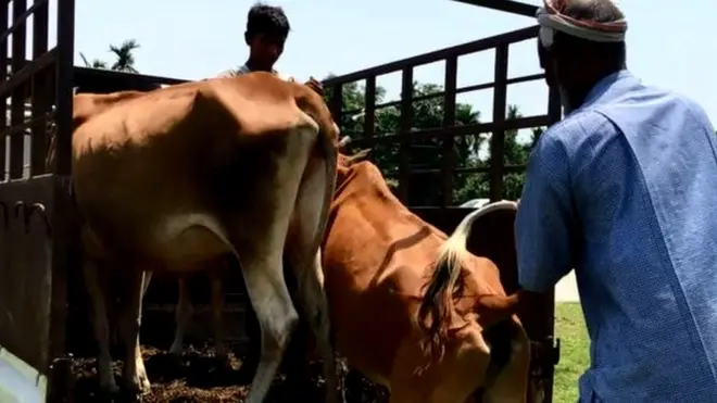 गाय तस्करी