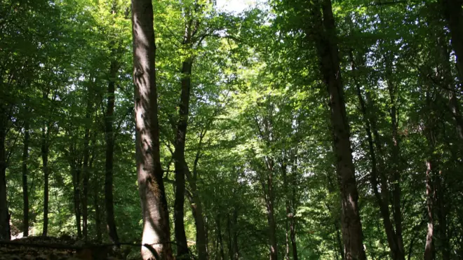 جنگل‌های هیرکانی