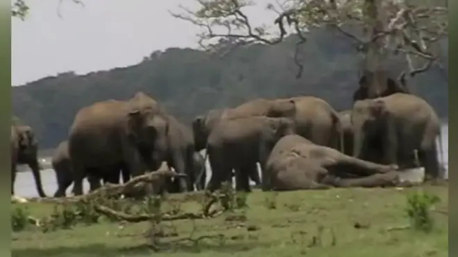 Слони гладили тіло померлого вожака хоботами