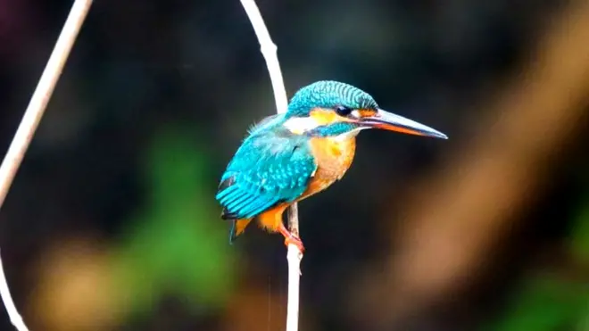 కామన్ కింగ్ ఫిషర్